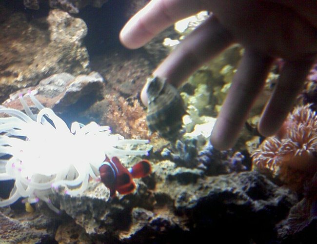 corals inverts - condylactis gigantea - condy anemone stocking in 125 gallons tank - hellboy stalking me corals inverts - condylactis gigantea - condy anemone stocking in 125 gallons tank - hellboy stalking me