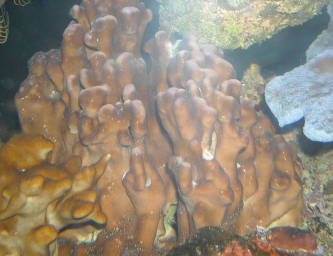 corals inverts - heliopora coerulea - blue ridge coral stocking in 65 gallons tank - fire coral and blue ridge corals inverts - heliopora coerulea - blue ridge coral stocking in 65 gallons tank - fire coral and blue ridge