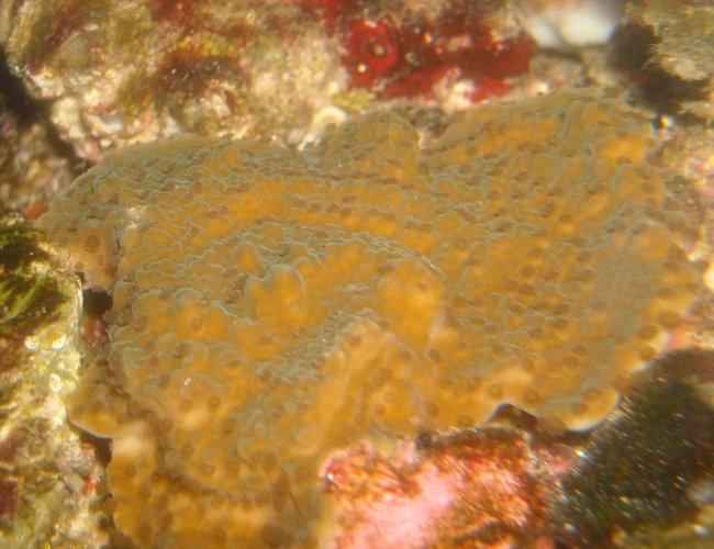 corals inverts - montipora capricornis stocking in 65 gallons tank - mont corals inverts - montipora capricornis stocking in 65 gallons tank - mont