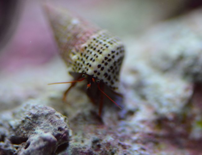corals inverts - paguristes cadenati - scarlet reef hermit crab stocking in 29 gallons tank - just another crab corals inverts - paguristes cadenati - scarlet reef hermit crab stocking in 29 gallons tank - just another crab