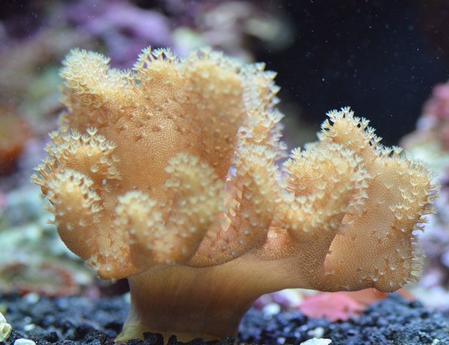 corals inverts - sinularia spp. - thick finger leather coral stocking in 29 gallons tank - Leather coral corals inverts - sinularia spp. - thick finger leather coral stocking in 29 gallons tank - Leather coral