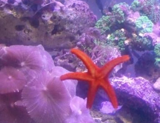 corals inverts - fromia milleporella - red sea star stocking in 2 gallons tank - My red sea star corals inverts - fromia milleporella - red sea star stocking in 2 gallons tank - My red sea star