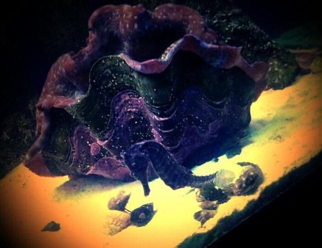 corals inverts - tridacna crocea - crocea clam stocking in 120 gallons tank - Giant Purple Clam with Seahoarse corals inverts - tridacna crocea - crocea clam stocking in 120 gallons tank - Giant Purple Clam with Seahoarse