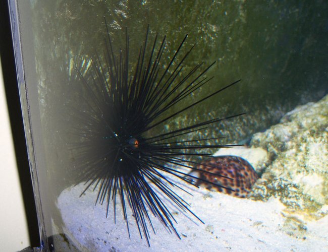 corals inverts - diadema setosum - longspine urchin, black stocking in 180 gallons tank - Long Spine Urchin corals inverts - diadema setosum - longspine urchin, black stocking in 180 gallons tank - Long Spine Urchin