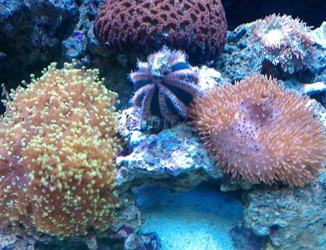 corals inverts - mespilia globulus - blue tuxedo urchin stocking in 65 gallons tank - TUXEDO URCHIN
GREEN BRAIN
TOADSTOOL
FROGSPAWN corals inverts - mespilia globulus - blue tuxedo urchin stocking in 65 gallons tank - TUXEDO URCHIN
GREEN BRAIN
TOADSTOOL
FROGSPAWN