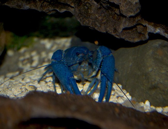 corals inverts - procambarus clarkii - hammers cobalt blue lobster stocking in 75 gallons tank - cobalt lobster corals inverts - procambarus clarkii - hammers cobalt blue lobster stocking in 75 gallons tank - cobalt lobster