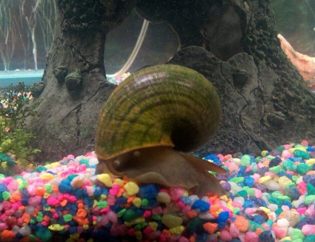 corals inverts - pomacea canaliculata - apple snail stocking in 75 gallons tank - "Gary" my apple snail...my kids named him.. corals inverts - pomacea canaliculata - apple snail stocking in 75 gallons tank - "Gary" my apple snail...my kids named him..