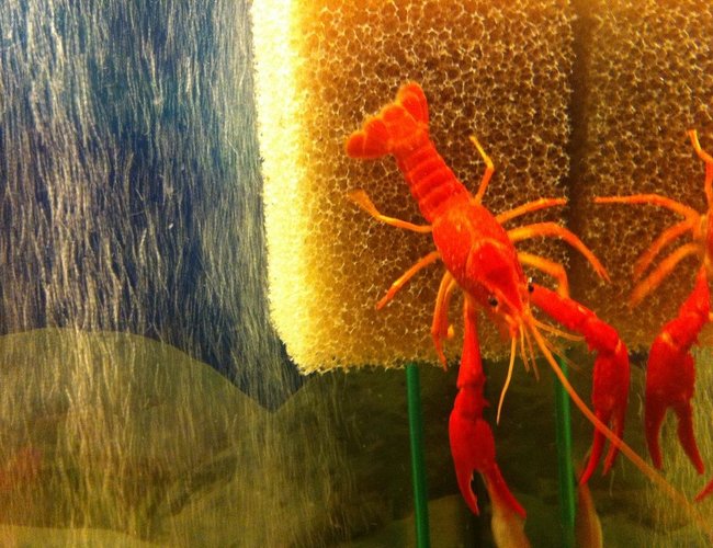 corals inverts - enoplometopus sp. stocking in 55 gallons tank - Orange Crayfish corals inverts - enoplometopus sp. stocking in 55 gallons tank - Orange Crayfish