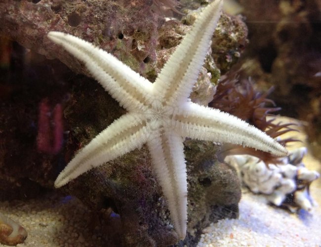 corals inverts - astropecten polycanthus - sand sifting sea star stocking in 22 gallons tank - My Super Sand Shifting Starfish trying to shift glass! corals inverts - astropecten polycanthus - sand sifting sea star stocking in 22 gallons tank - My Super Sand Shifting Starfish trying to shift glass!