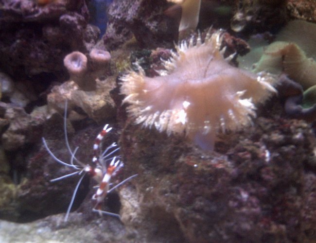 corals inverts - stenopus hispidus - banded coral shrimp stocking in 70 gallons tank - coral banded shrimp hanging out by my large flower anemone corals inverts - stenopus hispidus - banded coral shrimp stocking in 70 gallons tank - coral banded shrimp hanging out by my large flower anemone