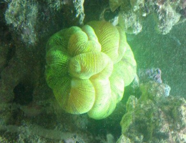 corals inverts - trachyphyllia radiata - wellso folded brain coral stocking in 72 gallons tank - Brain Coral corals inverts - trachyphyllia radiata - wellso folded brain coral stocking in 72 gallons tank - Brain Coral