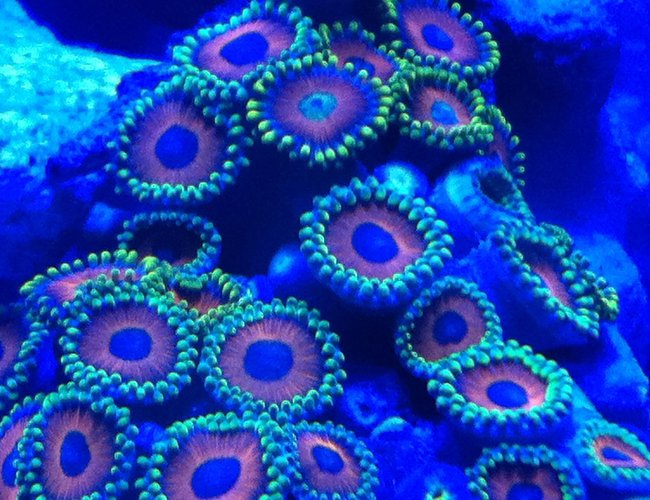 corals inverts - zoanthus sp. - colony polyp, eagle eye stocking in 30 gallons tank - Zoanthids corals inverts - zoanthus sp. - colony polyp, eagle eye stocking in 30 gallons tank - Zoanthids