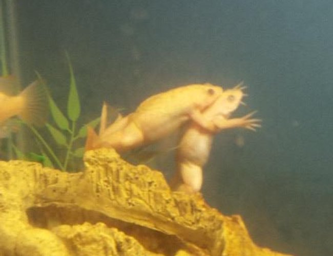 corals inverts - xenopus laevis - african clawed frog stocking in 29 gallons tank - my albino african clawed frogs corals inverts - xenopus laevis - african clawed frog stocking in 29 gallons tank - my albino african clawed frogs
