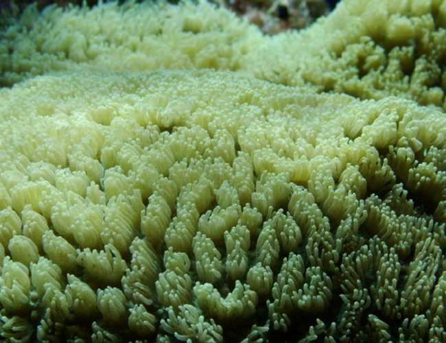 corals inverts - hydnophora exesa - horn coral - Hydnophora- Horn Coral corals inverts - hydnophora exesa - horn coral - Hydnophora- Horn Coral