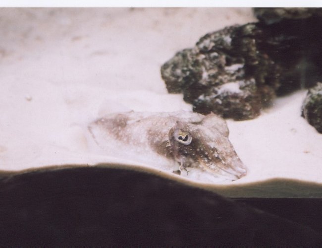 corals inverts - sepia officinalis - cuttlefish stocking in 150 gallons tank - ZIM
Sepia Offininalis corals inverts - sepia officinalis - cuttlefish stocking in 150 gallons tank - ZIM
Sepia Offininalis