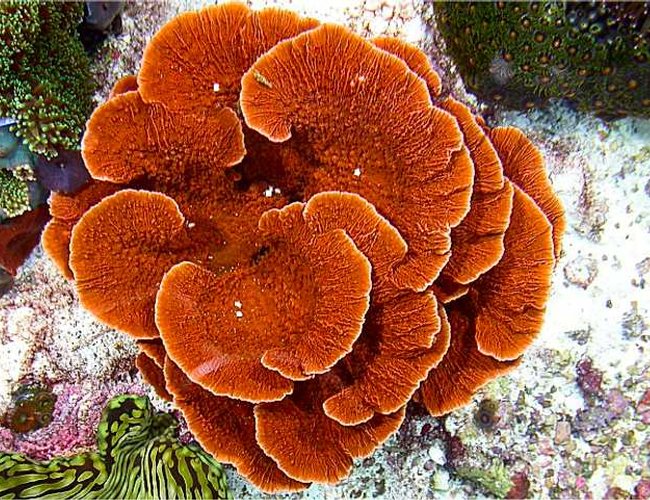 corals inverts - montipora capricornis - leaf plate montipora coral stocking in 180 gallons tank - Montipora capricornis corals inverts - montipora capricornis - leaf plate montipora coral stocking in 180 gallons tank - Montipora capricornis