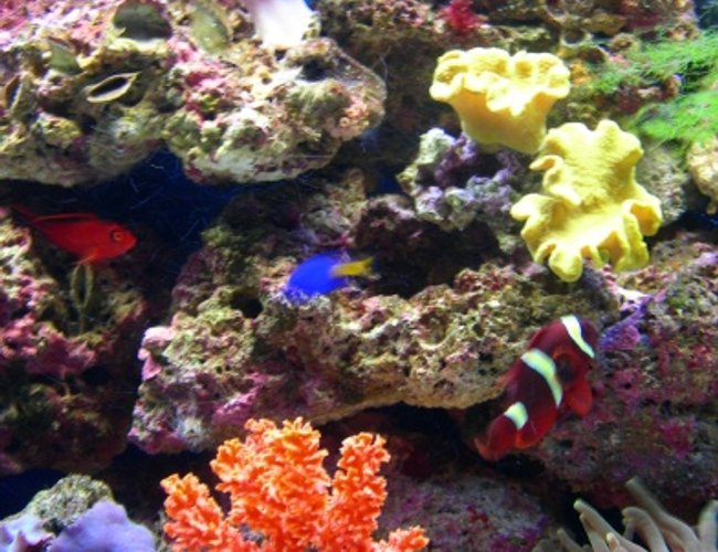 corals inverts - sarcophyton elegans - yellow fiji leather coral stocking in 46 gallons tank - Orange sponge, Xenia , Yellow leather, bubble tip and some purple mushrooms. corals inverts - sarcophyton elegans - yellow fiji leather coral stocking in 46 gallons tank - Orange sponge, Xenia , Yellow leather, bubble tip and some purple mushrooms.