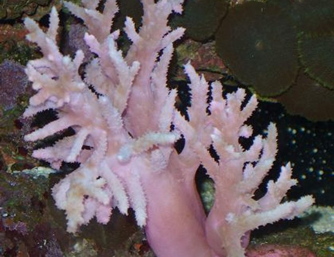 corals inverts - sinularia flexibis - spaghetti finger leather coral stocking in 55 gallons tank - PNK FINGER LEATHER corals inverts - sinularia flexibis - spaghetti finger leather coral stocking in 55 gallons tank - PNK FINGER LEATHER