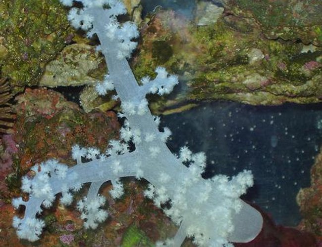 corals inverts - dendronephthya sp. - carnation tree coral stocking in 55 gallons tank - WHITE CARNATION corals inverts - dendronephthya sp. - carnation tree coral stocking in 55 gallons tank - WHITE CARNATION