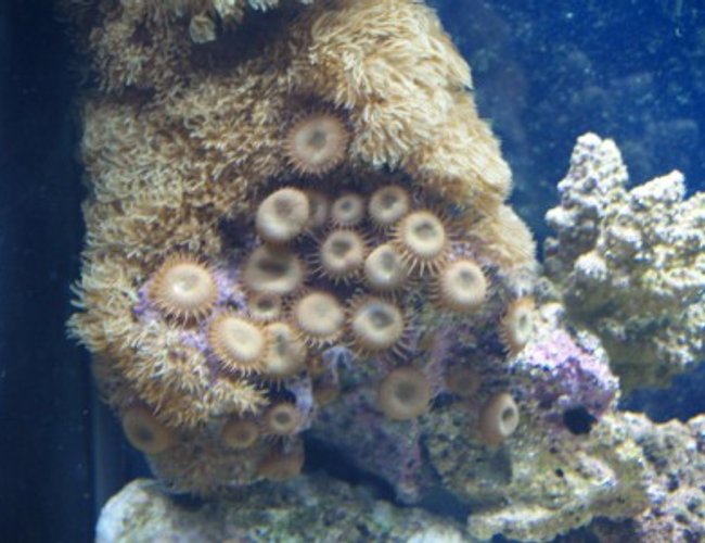 corals inverts - protopalythoa sp. - button polyps stocking in 75 gallons tank - 5 corals inverts - protopalythoa sp. - button polyps stocking in 75 gallons tank - 5