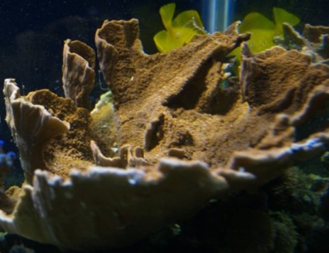 corals inverts - montipora capricornis - montipora capricornis, orange stocking in 75 gallons tank - 13 corals inverts - montipora capricornis - montipora capricornis, orange stocking in 75 gallons tank - 13