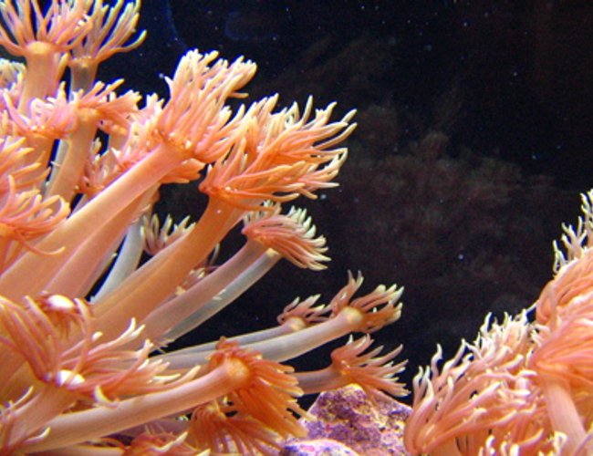 corals inverts - goniopora sp. - flower pot coral stocking in 46 gallons tank - Flowerpots corals inverts - goniopora sp. - flower pot coral stocking in 46 gallons tank - Flowerpots
