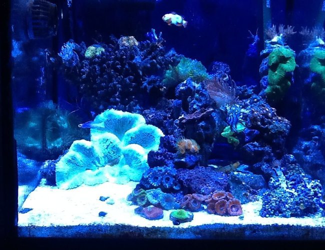 corals inverts stocking in 30 gallons tank - My 30g corals inverts stocking in 30 gallons tank - My 30g
