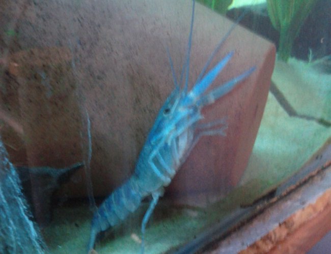 corals inverts - procambarus clarkii - hammers cobalt blue lobster stocking in 15 gallons tank - lobster stretching out corals inverts - procambarus clarkii - hammers cobalt blue lobster stocking in 15 gallons tank - lobster stretching out