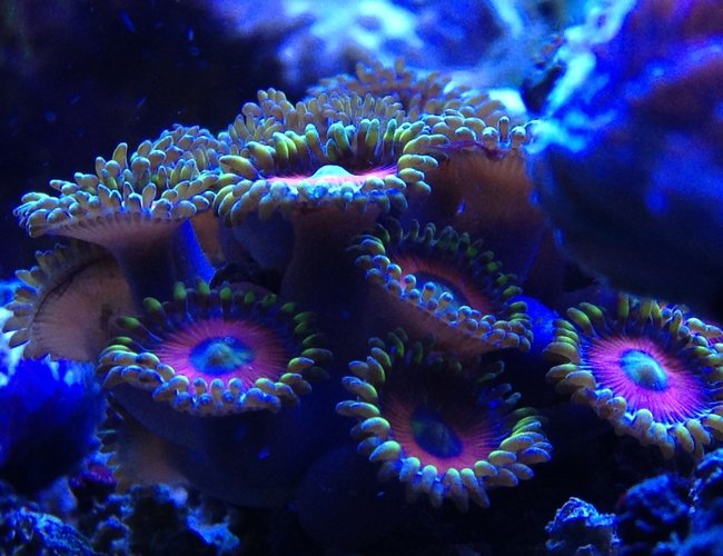 corals inverts - zoanthus sp. - colony polyp, eagle eye stocking in 66 gallons tank - upclose and personal of some eagle eye zoanthids corals inverts - zoanthus sp. - colony polyp, eagle eye stocking in 66 gallons tank - upclose and personal of some eagle eye zoanthids