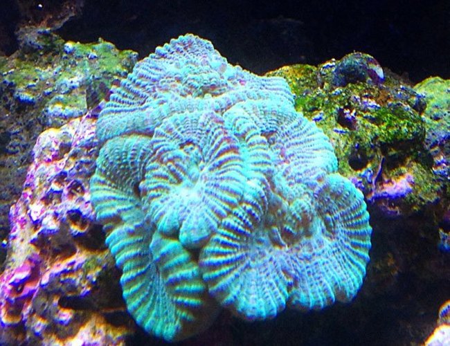 corals inverts - goniastrea sp. - brain coral stocking in 45 gallons tank - green brain corals inverts - goniastrea sp. - brain coral stocking in 45 gallons tank - green brain