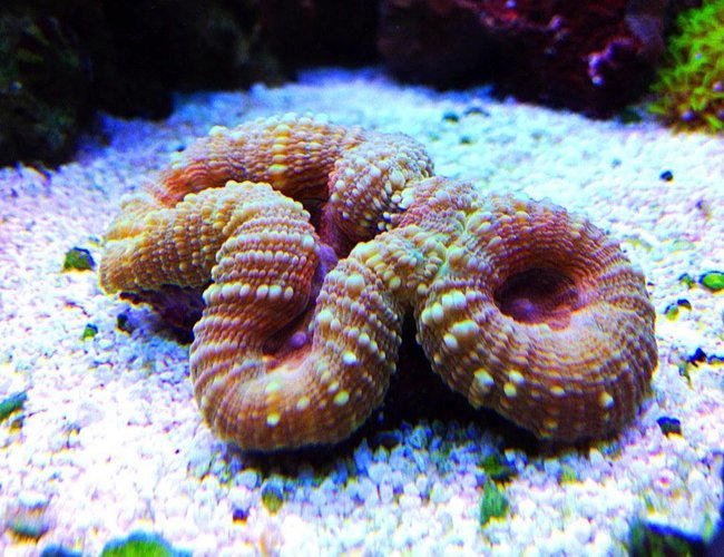 corals inverts - lobophyllia hemprichii - brain coral stocking in 45 gallons tank - multicolored lobo corals inverts - lobophyllia hemprichii - brain coral stocking in 45 gallons tank - multicolored lobo