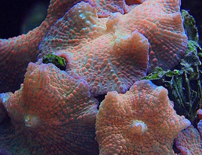 corals inverts - actinodiscus sp. - fluorescent mushroom stocking in 45 gallons tank - florescent mushrooms corals inverts - actinodiscus sp. - fluorescent mushroom stocking in 45 gallons tank - florescent mushrooms