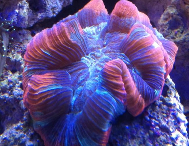 corals inverts - trachyphyllia geoffroyi - brain coral stocking in 180 gallons tank - one of my favorites!! corals inverts - trachyphyllia geoffroyi - brain coral stocking in 180 gallons tank - one of my favorites!!