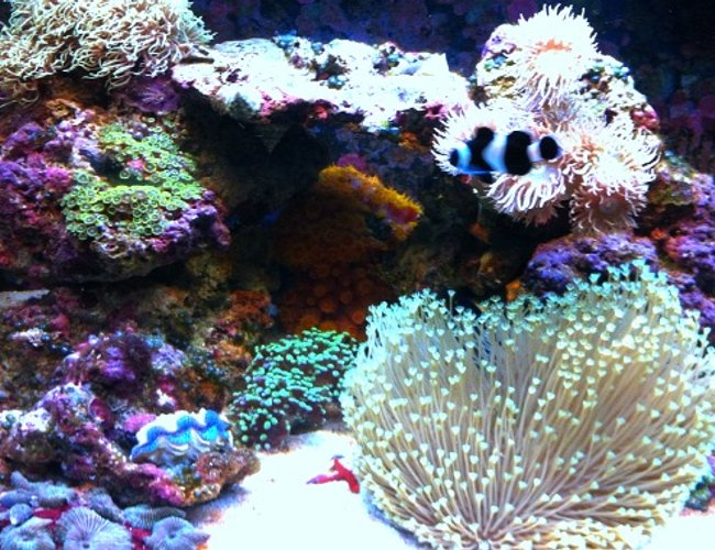corals inverts - asterospicularia sp. - asterospicularia coral stocking in 29 gallons tank - 29 gallon biocube full tank shot corals inverts - asterospicularia sp. - asterospicularia coral stocking in 29 gallons tank - 29 gallon biocube full tank shot