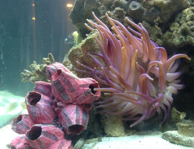 corals inverts - macrodactyla doreensis - long tentacle anemone stocking in 65 gallons tank - Saltwater Marine Invertebrate: Long Tentacle Anemone corals inverts - macrodactyla doreensis - long tentacle anemone stocking in 65 gallons tank - Saltwater Marine Invertebrate: Long Tentacle Anemone