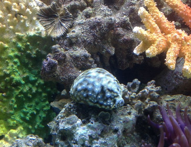 corals inverts - cypraea spp. - cowrie stocking in 65 gallons tank - Cowrie Snail corals inverts - cypraea spp. - cowrie stocking in 65 gallons tank - Cowrie Snail