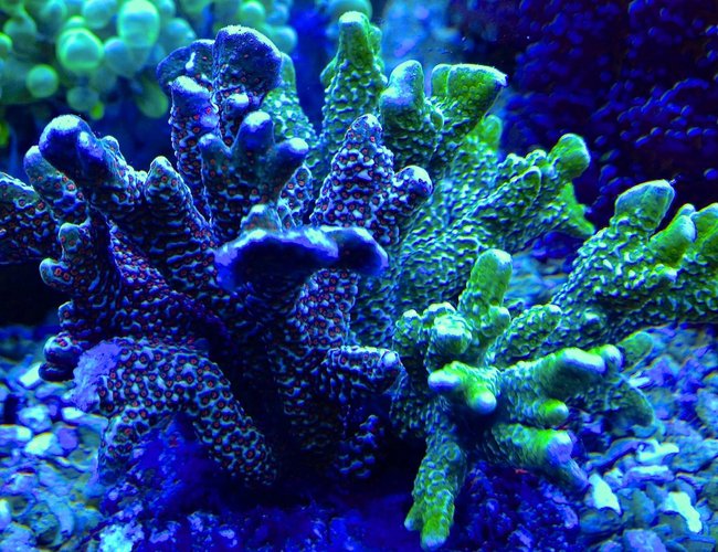 corals inverts - acropora millepora - millepora acropora coral corals inverts - acropora millepora - millepora acropora coral