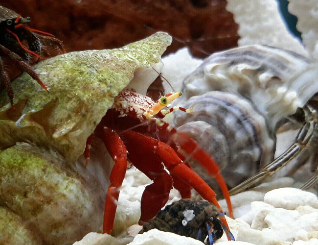 corals inverts - paguristes cadenati - scarlet reef hermit crab stocking in 125 gallons tank - Piggy Backing it. corals inverts - paguristes cadenati - scarlet reef hermit crab stocking in 125 gallons tank - Piggy Backing it.