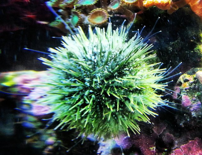 corals inverts - lytechinus variegatus - pincushion urchin stocking in 30 gallons tank - Urchin corals inverts - lytechinus variegatus - pincushion urchin stocking in 30 gallons tank - Urchin