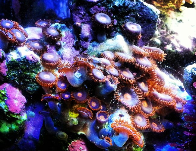 corals inverts - zoanthus sp. - colony polyp, sunrise supernova stocking in 30 gallons tank - Zoas corals inverts - zoanthus sp. - colony polyp, sunrise supernova stocking in 30 gallons tank - Zoas