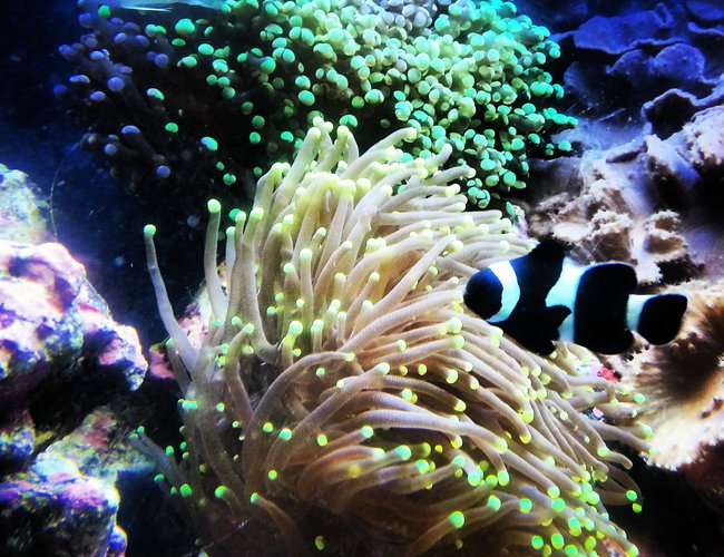 corals inverts - euphyllia paradivisa - frogspawn coral, thin branched stocking in 30 gallons tank - Frog spawn and torch coral with clown fish corals inverts - euphyllia paradivisa - frogspawn coral, thin branched stocking in 30 gallons tank - Frog spawn and torch coral with clown fish