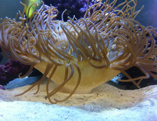 corals inverts - macrodactyla doreensis - long tentacle anemone stocking in 75 gallons tank - Long tenical that was about the size of a golf ball when I got it it was one of the orriginal things paced in tank it was him an a black and a orange clown fish an all are alive today 3 years later corals inverts - macrodactyla doreensis - long tentacle anemone stocking in 75 gallons tank - Long tenical that was about the size of a golf ball when I got it it was one of the orriginal things paced in tank it was him an a black and a orange clown fish an all are alive today 3 years later