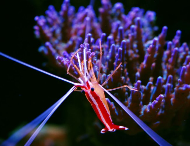 corals inverts - lysmata amboinensis - scarlet skunk cleaner shrimp stocking in 105 gallons tank - My Scarlet Cleaner corals inverts - lysmata amboinensis - scarlet skunk cleaner shrimp stocking in 105 gallons tank - My Scarlet Cleaner