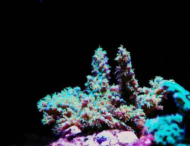 corals inverts - acropora millepora - millepora acropora coral stocking in 105 gallons tank - Milli corals inverts - acropora millepora - millepora acropora coral stocking in 105 gallons tank - Milli