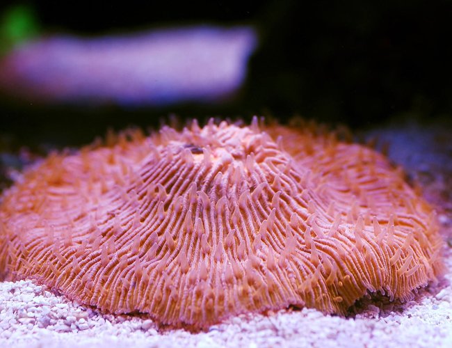 corals inverts - fungia sp. - plate coral, orange - short tentacle stocking in 105 gallons tank - Plate corals inverts - fungia sp. - plate coral, orange - short tentacle stocking in 105 gallons tank - Plate