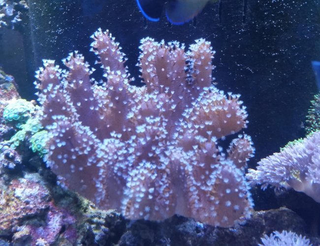 corals inverts stocking in 90 gallons tank - Finger leather corals inverts stocking in 90 gallons tank - Finger leather