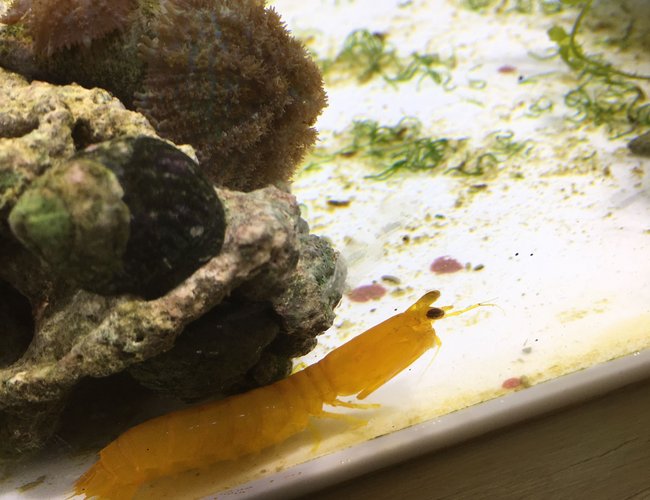 corals inverts stocking in 180 gallons tank - Herbie my Mantis Shrimp! corals inverts stocking in 180 gallons tank - Herbie my Mantis Shrimp!