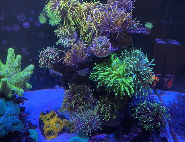 corals inverts stocking in 165 gallons tank - Fire corals inverts stocking in 165 gallons tank - Fire