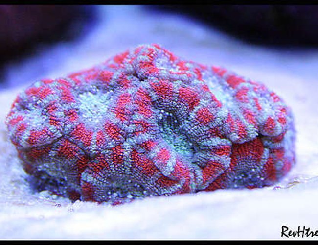 corals inverts - acanthastrea lordhowensis - acan lord stocking in 125 gallons tank - Acan Lord corals inverts - acanthastrea lordhowensis - acan lord stocking in 125 gallons tank - Acan Lord