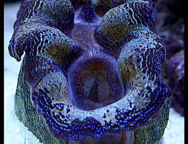 corals inverts - tridacna sp. - tridacna clam stocking in 125 gallons tank - Clam corals inverts - tridacna sp. - tridacna clam stocking in 125 gallons tank - Clam